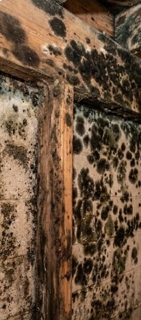 before-mold